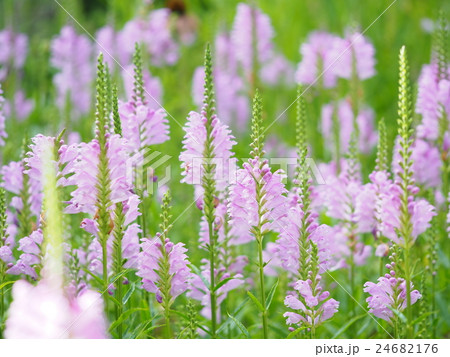 ハナトラノオの庭 24682176