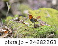 コマドリ 24682263