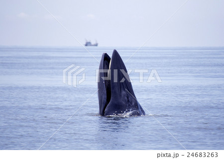 whales eating Anchovy fish 24683263