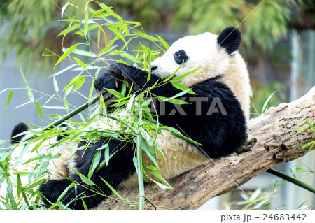 笹を食べるジャイアント・パンダ 24683442