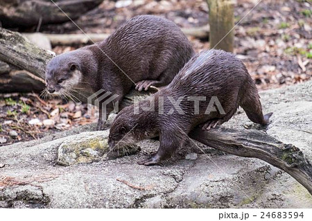 カワウソの夫婦 24683594