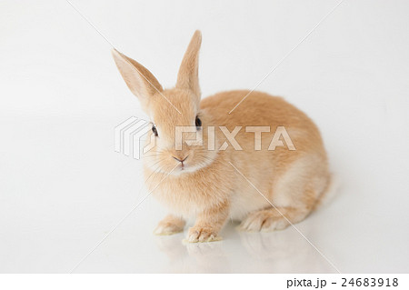 可愛いミニウサギ 可愛いミニウサギ 24683918
