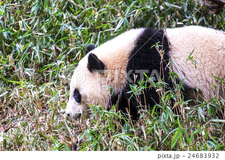 歩くジャイアントパンダ 24683932