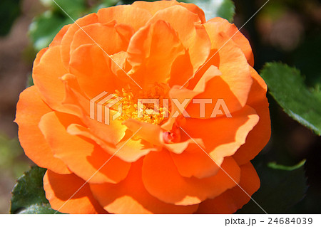 ローズガーデン ～青島こどものくに・フラワーフェスタ～ （宮崎県宮崎市） 24684039