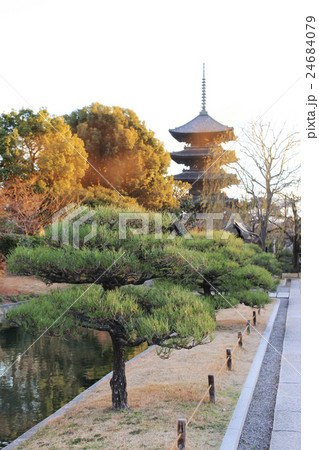 夕日に照らされる京都・東寺の五重塔 24684079