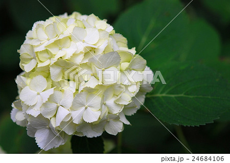 紫陽花 紫陽花 24684106