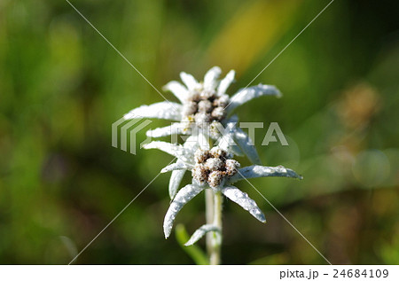 ウスユキソウ 24684109