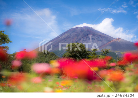 富士 花めぐりの里 山富士と百日草 富士 花めぐりの里 山富士と百日草 24684204