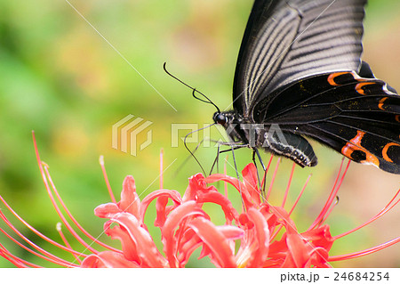 クロアゲハと彼岸花 花めぐりの里 クロアゲハと彼岸花 花めぐりの里 24684254