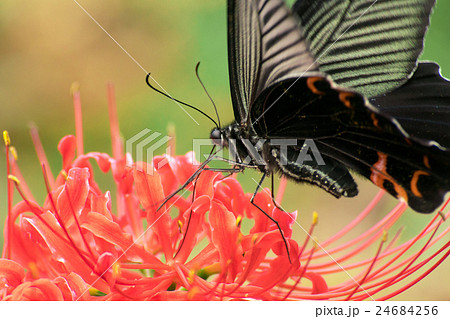 クロアゲハと彼岸花 花めぐりの里 クロアゲハと彼岸花 花めぐりの里 24684256