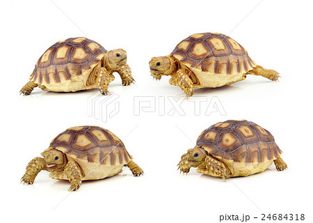 turtle on over white background 24684318