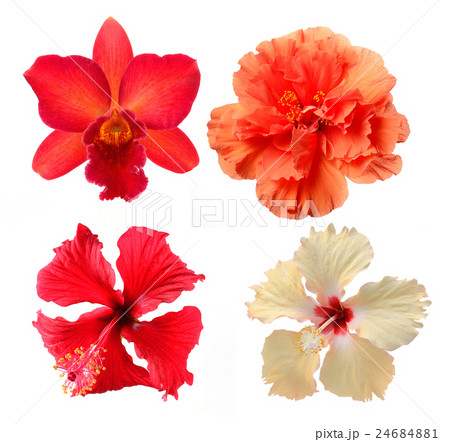 flower isolated on white background 24684881