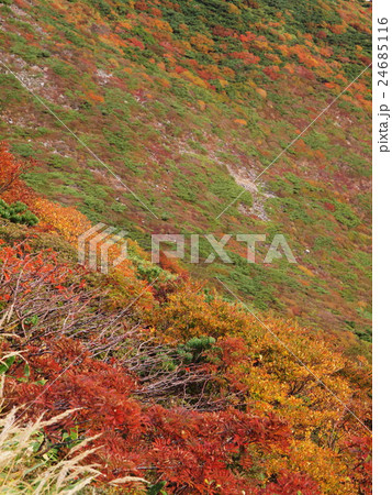 那須の紅葉 24685116