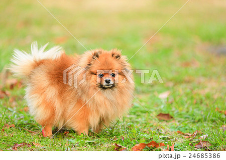 ポメラニアン Pomeranian ポメラニアン Pomeranian 24685386