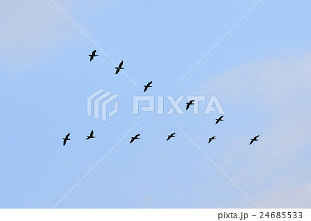 V字隊列で飛ぶ鳥の群れ カワウの写真素材