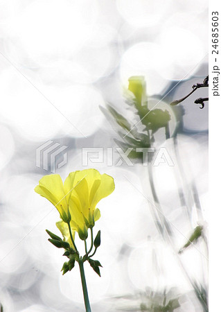 オキザリス オキザリス 24685603