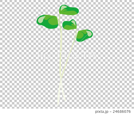 ブロッコリースプラウト　イラスト 24686076