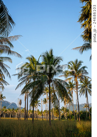 Coconut tree in garden 24686103
