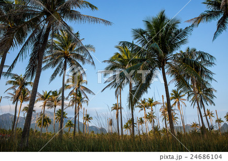Coconut tree in garden 24686104