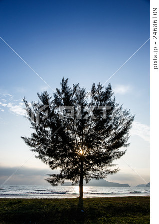 Seascape with lonely pine tree on beach Seascape with lonely pine tree on beach 24686109