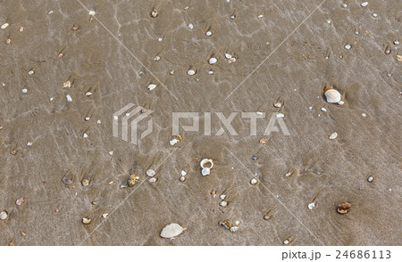 Shells on the beach background 24686113