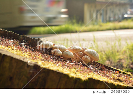 マツオウジ_20160524 24687039