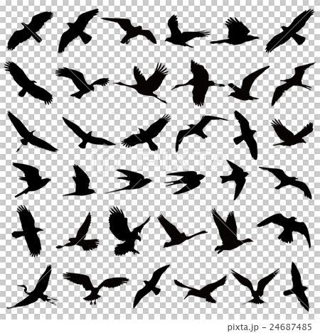 vector, vectors, bird 24687485