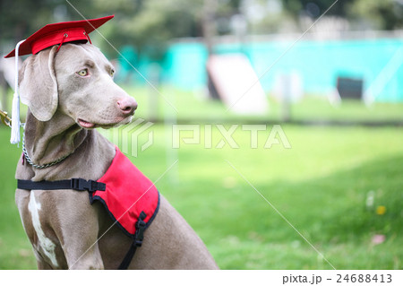 Canine graduation Canine graduation 24688413