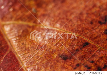 Closeup of an orange leaf Closeup of an orange leaf 24689178