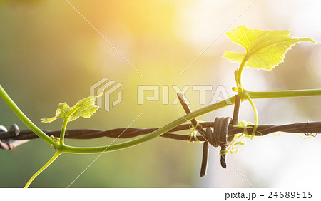 Treetop Gourd ivy on barbed wire  24689515