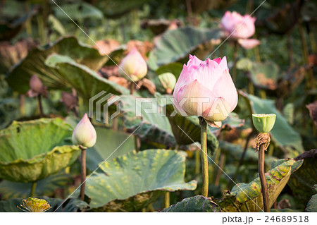 lotus flower blossom lotus flower blossom 24689518