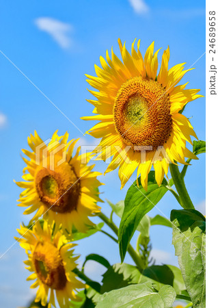ヒマワリの花 24689658