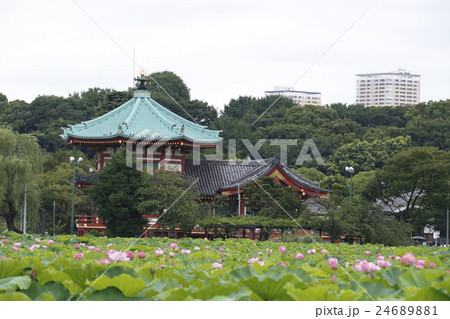不忍池ハスと弁天堂 24689881