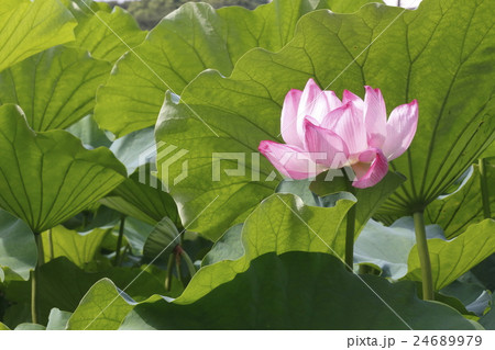 不忍池ジバスの花 24689979
