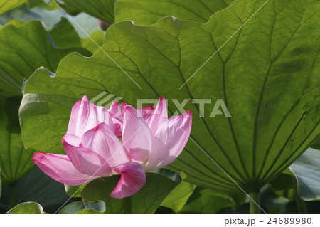 不忍池ジバスの花 24689980