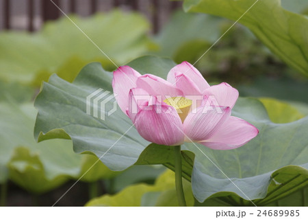 不忍池ジバスの花 24689985