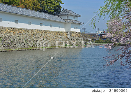 彦根城、桜 彦根城、桜 24690065