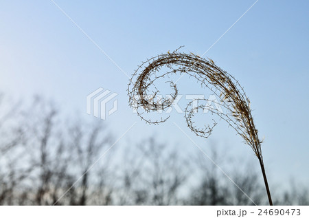 うずまき状に枯れたススキの穂の写真素材