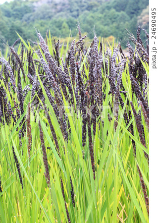 秋の稲穂 24690495