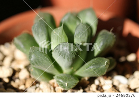 ハオルチア/クーペリー・ディエルジアナ ハオルチア/クーペリー・ディエルジアナ 24690576