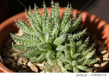 ハオルチア／ヘルバセア・ボスフォンテン 24690578