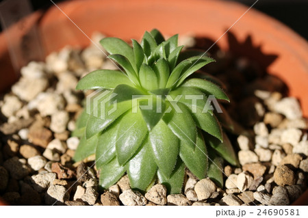 センペルビウム 24690581