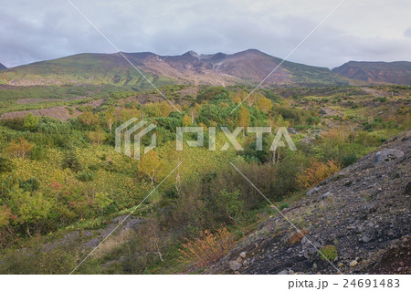 ハイマツと紅葉した白樺を前景にした十勝岳、北海道美瑛町 ハイマツと紅葉した白樺を前景にした十勝岳、北海道美瑛町 24691483