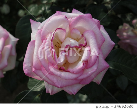 プリンセスドゥモナコ（バラ） 24692030