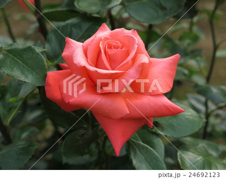 ニューアベマリア（バラ） 24692123