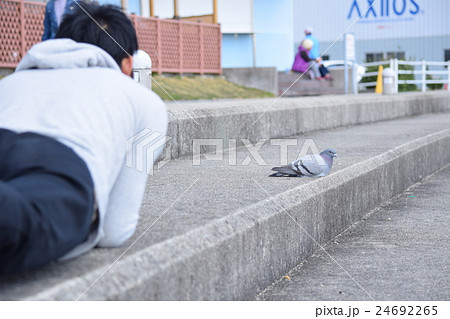 ハトと人 24692265