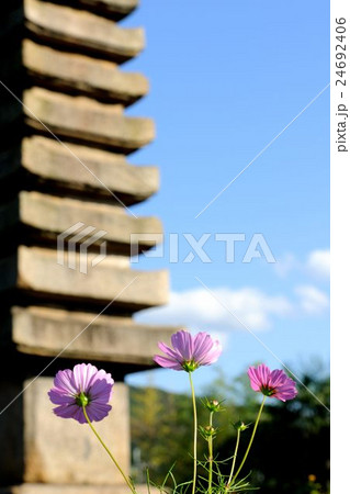 般若寺のコスモス 24692406