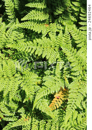 トキワシノブ 24692464