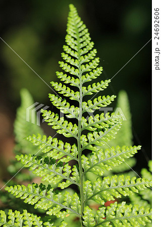 トキワシノブ 24692606