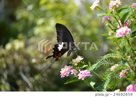 モンキアゲハとランタナ モンキアゲハとランタナ 24692659